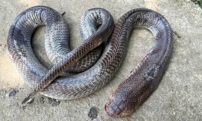 Kinh hãi cảnh cụ ông 79 tuổi cụt hai tay, kẹp rắn hổ mang “khủng” đi giữa đường