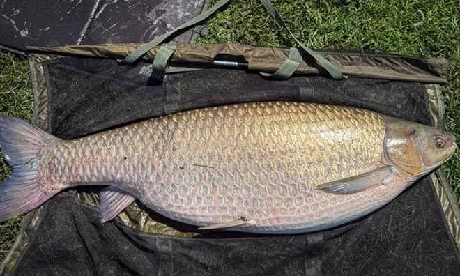 Khoảnh khắc cần thủ đối đầu với "thủy quái" 34kg, giới câu cá bàng hoàng