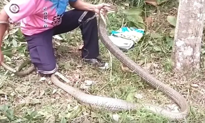 Vào bụi tre cạo mủ cao su, người phụ nữ chết lặng khi chạm trán thứ đáng sợ dài hơn 3 mét