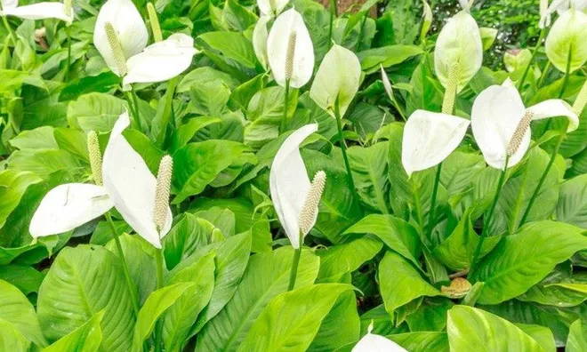 5 loại cây cảnh phù hợp cho phòng ngủ, góp phần cải thiện chất lượng không khí