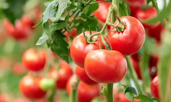 Ăn cà chua thường xuyên, cơ thể có thể nhận được nhiều lợi ích hơn bạn nghĩ