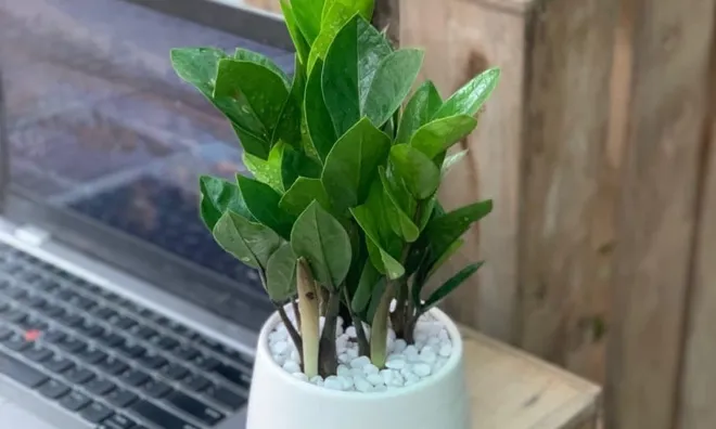 Muốn bàn làm việc vừa đẹp vừa "hút lộc", đừng bỏ qua 4 loại cây mini này