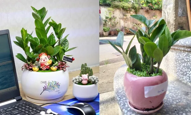 Trồng cây kim tiền phạm phải 7 sai lầm này, tài lộc khó vào nhà, tiền bạc dễ thất thoát, đặc biệt là số 2