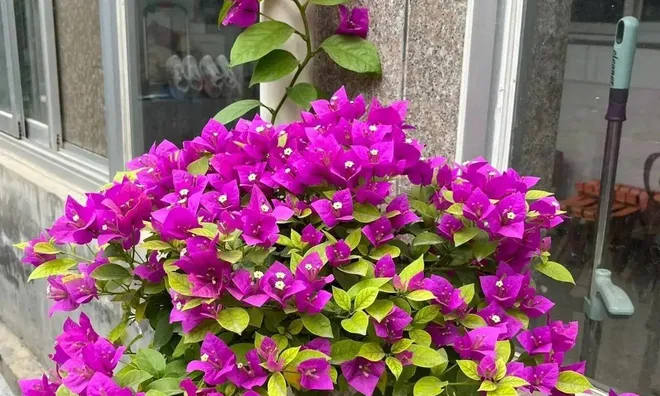 Muốn hoa giấy nở rực suốt mùa hè, nhất định phải tránh 5 sai lầm này