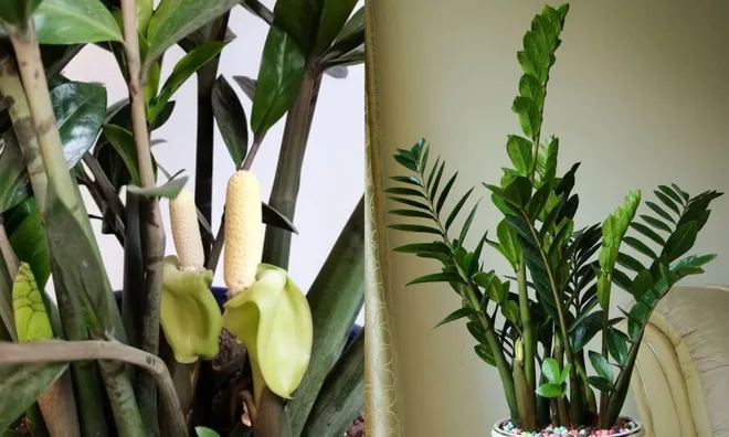 Giải mã hiện tượng cây kim tiền ra hoa và ý nghĩa biểu tượng về sự sung túc