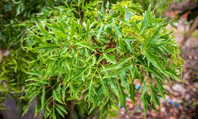 Người cao tuổi uống lá đinh lăng mỗi tuần, điều gì sẽ xảy ra với cơ thể?