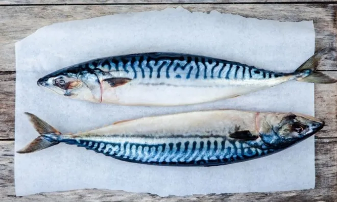 Một loại cá quen thuộc của người Việt bất ngờ có lượng omega-3 cao gấp hơn 2 lần cá hồi, giá lại rẻ hơn nhiều