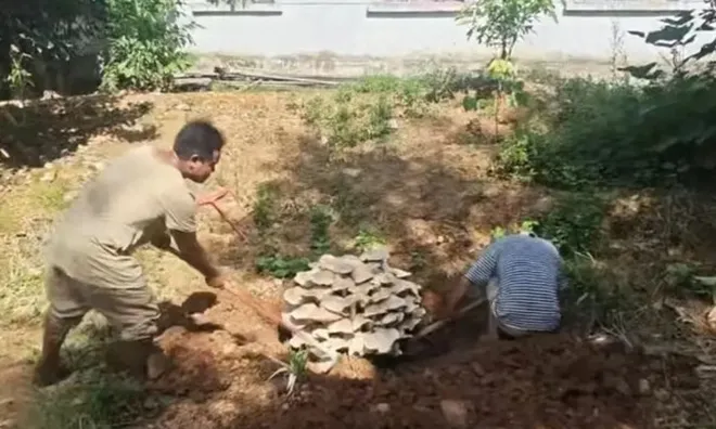 Người dân "nổi da gà" khi phát hiện "vật thể lạ "lớn như một gốc cây trong rừng: Kết quả giám định khiến tất cả sửng sốt