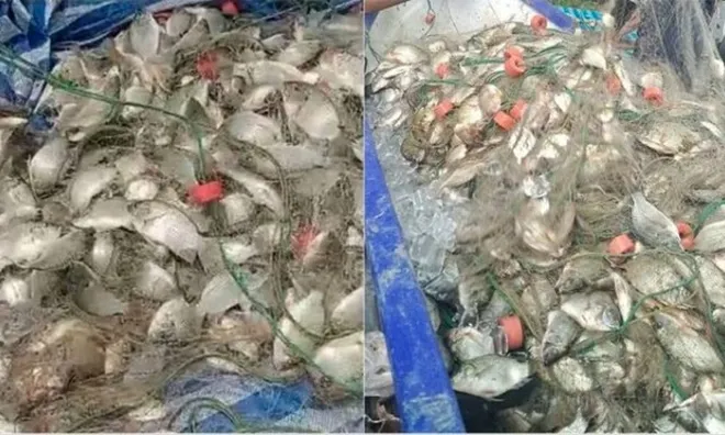 Ngư dân kéo mẻ lưới gần 200 kg cá, thế nhưng lại phát hiện ra điều đáng lo