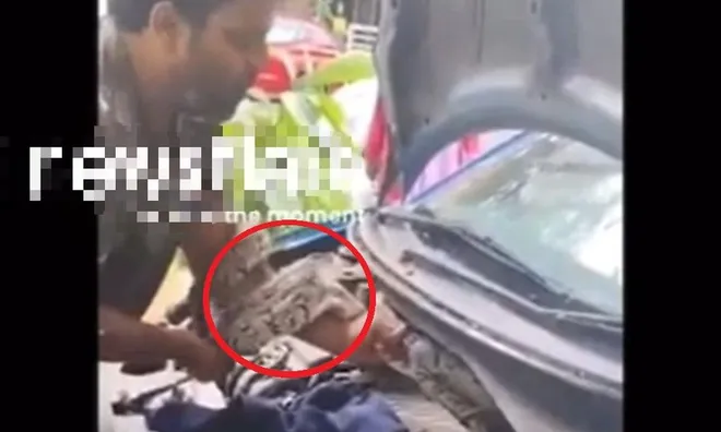 Vừa mở nắp ca-pô ô tô, chủ xe "đứng hình" thấy sinh vật này bên trong
