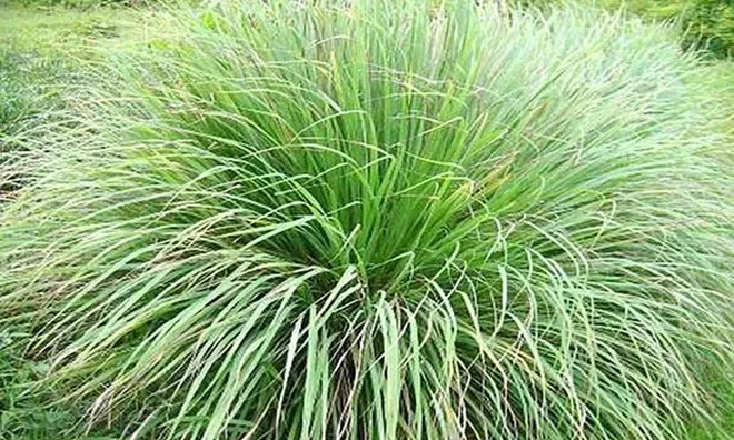 Loại cây nhiều nhà trồng ngoài sân, tưởng chỉ làm gia vị, hóa ra còn có công dụng đặc biệt ít người biết