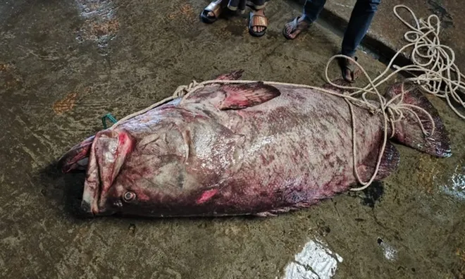 Con cá "khủng" 200kg mắc lưới, ngư dân bán được hàng chục triệu đồng