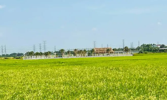 Sau dồn điền đổi thửa, có được chuyển đất nông nghiệp sang đất trồng cây lâu năm?