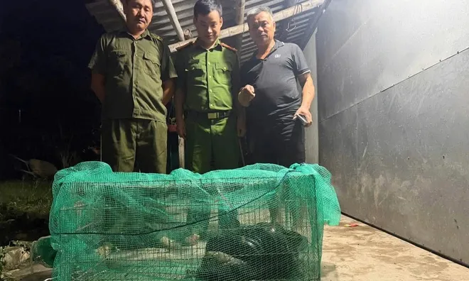 Trăn quý dài 4,5m, nặng 20kg bất ngờ bò vào nhà dân ở Nghệ An