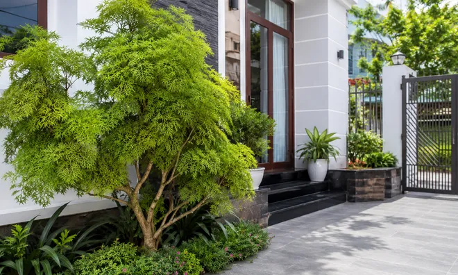 Có nên trồng cây đinh lăng trước cửa nhà?