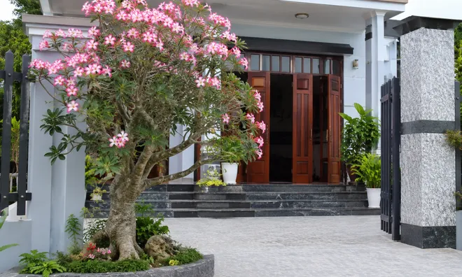 Có nên trồng cây hoa sứ trước nhà?
