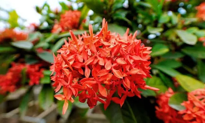Có nên trồng hoa Mẫu Đơn trước nhà?