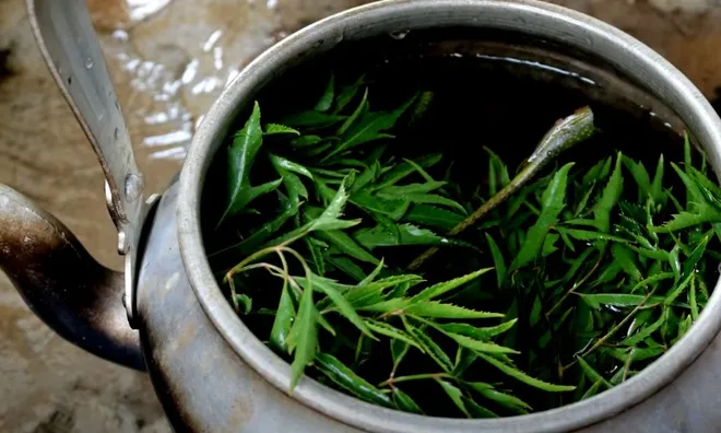Cách nấu nước lá đinh lăng uống tốt cho sức khỏe