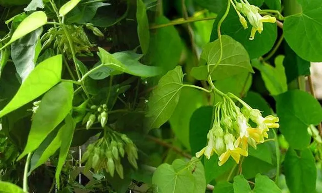 Có nên trồng giàn hoa Thiên Lý trước nhà?