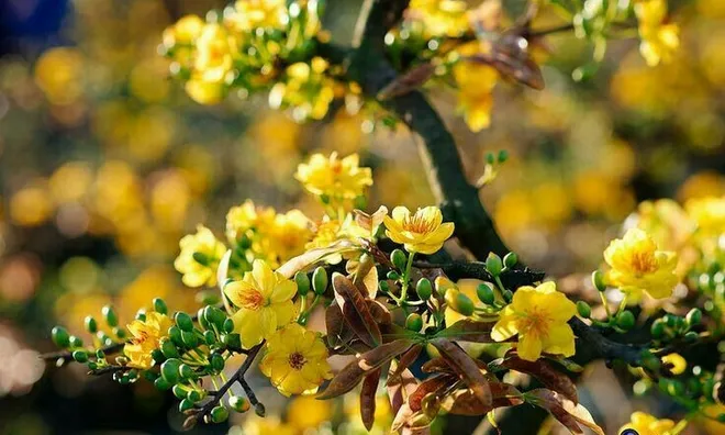 Có nên trồng mai tứ quý trước nhà?