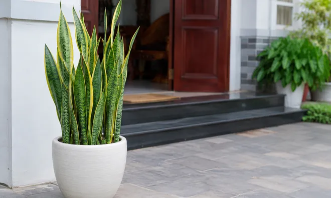Hiểu đúng về cây lưỡi hổ: Cách trồng, chăm sóc và ý nghĩa phong thủy cần biết