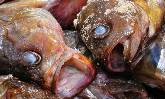 5 loại cá “rẻ như cho” cũng đừng dại mua