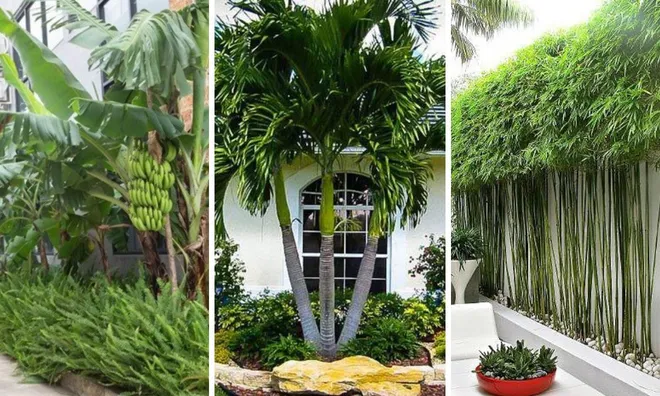 Các cụ dặn: 2 cây trồng trước nhà nhà tiền vào như nước, 3 cây trồng sau nhà trấn giữ của cải