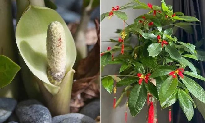 5 loại cây cảnh hiếm khi nở hoa, một khi đã nở hoa là điềm báo: Gia chủ cần chuẩn bị