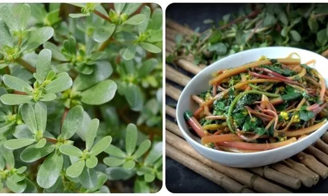 4 loại rau củ mùa hè không lo thuốc trừ sâu, "bổ như sâm": Đi chợ gặp nhớ mua ngay, giá rẻ bèo