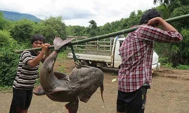 Ngư phủ tường thuật về cuộc "nghênh chiến" toát mồ hôi với "thủy quái" sông Đà