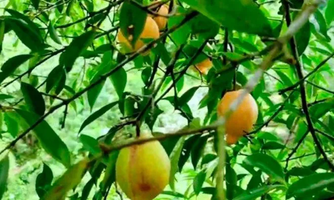 Loại quả mọc dại xưa không ai ngó ngàng, nay dân hái về bán 180.000 đồng/kg thành đặc sản, tốt cho sức khoẻ
