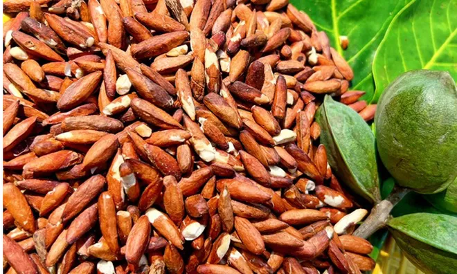 “Kho báu dưới gốc bàng” ở Côn Đảo: Từng rụng đầy gốc không ai để ý nay thành đặc sản nửa triệu/kg, du khách tò mò