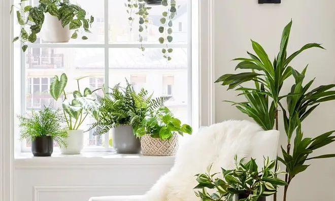 Top những loại cây không chỉ đẹp mà còn là “bác sĩ tinh thần” tại nhà