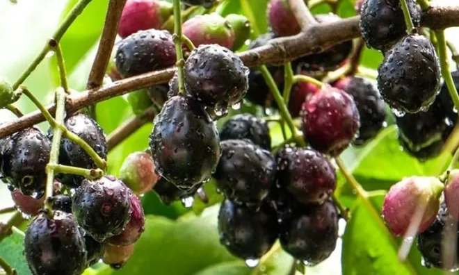 Thứ quả dại tím ngắt, xưa rụng đầy gốc không ai nhặt, nay thành “quả quý” giúp đẹp da, giữ dáng, tốt cho tim mạch, giá đắt hơn thịt