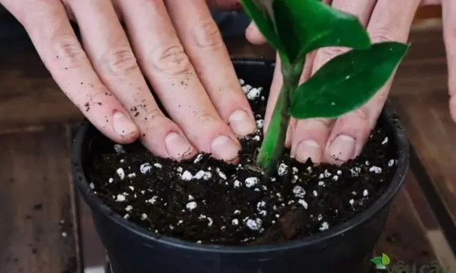 Không gian tối nên trồng cây gì để vẫn xanh mát quanh năm?