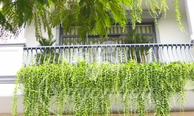 Những loại cây đẹp mắt nhưng không nên trồng trong nhà