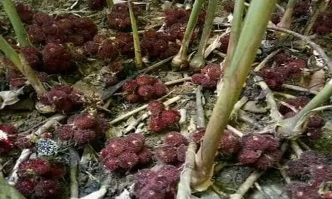 Những loại cây trồng quen thuộc trong nhà dễ trở thành nơi trú ngụ của loài rắn