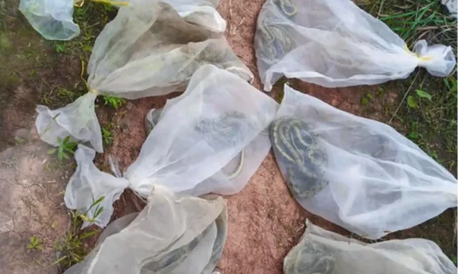 Mừng sinh nhật, người đàn ông mang 14 bao tải trắng lên núi: Thấy vật bên trong, cả làng "sống trong sợ hãi"