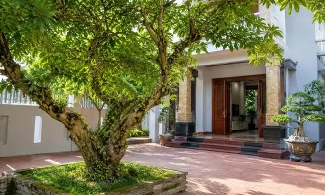 3 vị trí trồng cây sung được cho là mang ý nghĩa tốt lành