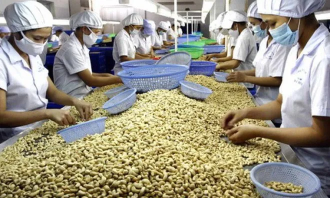 Xuất khẩu điều đối mặt bài toán thiếu nguyên liệu