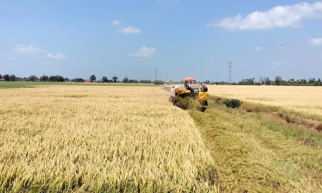 Hướng dẫn doanh nghiệp tìm kiếm mở rộng thị trường mới để ổn định giá lúa, hỗ trợ nông dân