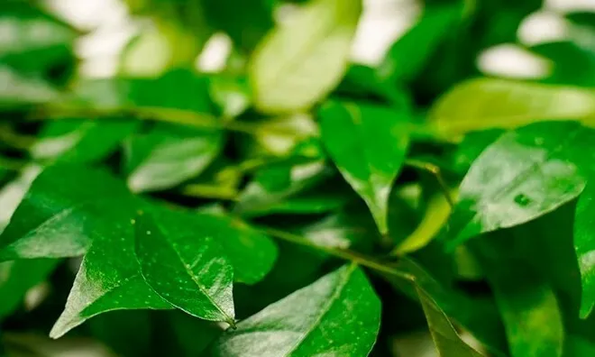 Loại lá xưa rụng đầy không ai ngó ngàng, nay được chuộng vì hương vị lạ giá 70.000 đồng/kg, tốt cho sức khoẻ