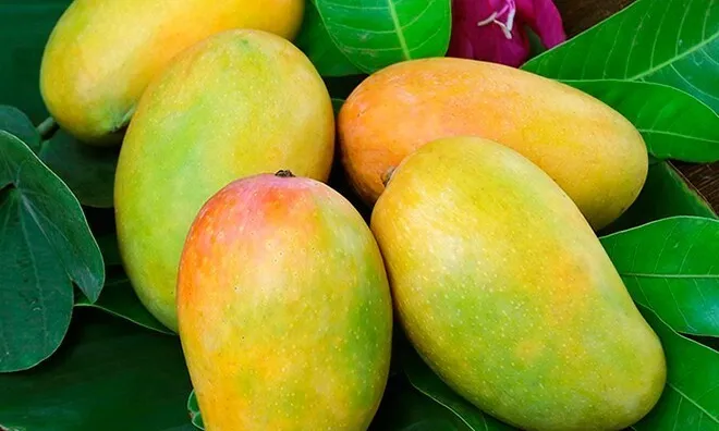 Loại quả "tốt nhất thế giới", Việt Nam trồng bạt ngàn thành đặc sản chỉ từ 10.000 đồng/kg, tốt cho sức khỏe