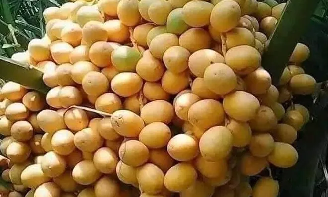 Loại quả "tốt nhất thế giới", Việt Nam trồng bạt ngàn thành đặc sản nổi tiếng được ưa chuộng, tốt cho sức khỏe