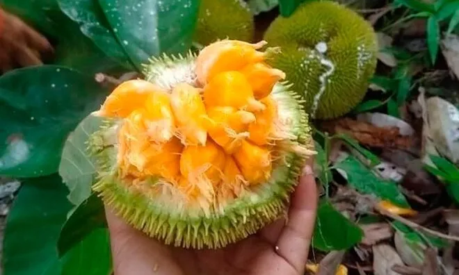 Loài quả xưa không ai biết đến, nay thành đặc sản được ưa chuộng ở thành phố giá 90.000 đồng/kg, tốt cho sức khoẻ