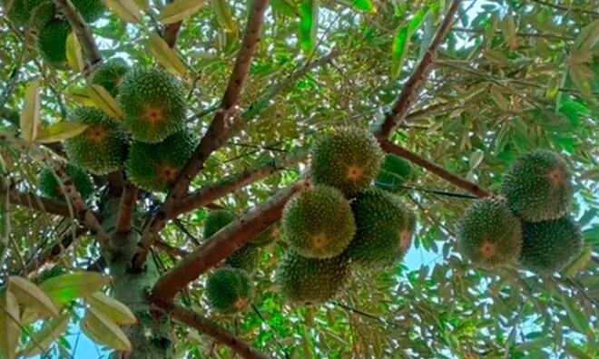 Loại quả đắt nhất thế giới được trồng thành công ở Việt Nam, là đặc sản 400.000 đồng/kg, tốt cho sức khoẻ