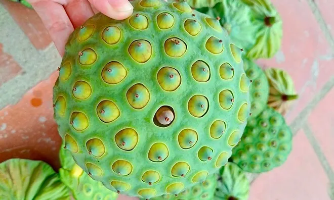 Món nhà nghèo xưa ăn đến chán ngán, nay thành đặc sản được ưa chuộng vì hương vị lạ, tốt cho sức khoẻ