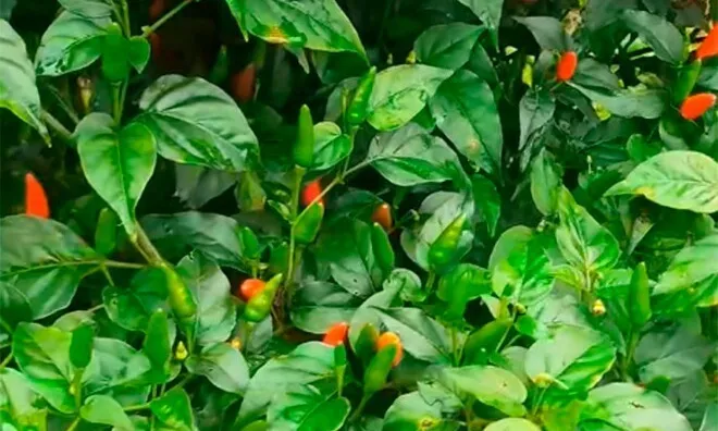 Loại quả "tốt nhất thế giới" chỉ có ở Quảng Ngãi, thành đặc sản trồng 3 tháng cho thu hoạch, tốt cho sức khoẻ