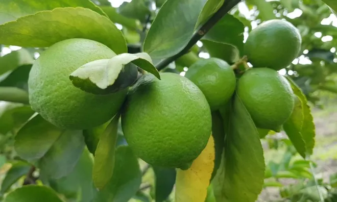 Loại quả "tốt nhất thế giới" chỉ có ở Tây Ninh, nghe tên đã thấy giàu sang, thành đặc sản tốt cho sức khoẻ