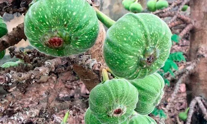 Món nhà nghèo xưa ăn đến chán ngán, nay thành đặc sản được ưa chuộng ở thành phố, tốt cho sức khoẻ